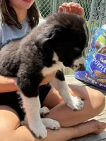 Freddie, a male Bernedoodle for sale in Candia, NH – 4 of 6