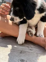 Freddie, a male Bernedoodle for sale in Candia, NH – 5 of 6
