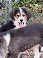 Nellie, a female Bernedoodle for sale in Candia, NH – 2 of 5