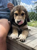 Sir Barks, a male Bernedoodle for sale in Candia, NH – 1 of 5
