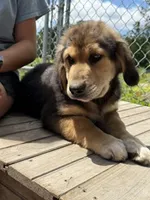 Sir Barks, a male Bernedoodle for sale in Candia, NH – 3 of 5