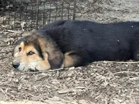 Sir Barks, a male Bernedoodle for sale in Candia, NH – 4 of 5