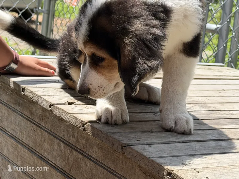 Nellie – Bernedoodle puppy for sale in Candia, NH