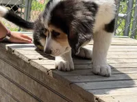 Nellie, a female Bernedoodle for sale in Candia, NH – 1 of 5