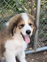 Toffee, a female Bernedoodle for sale in Candia, NH – 3 of 3