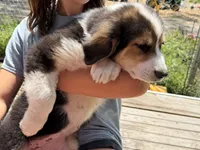 Nellie, a female Bernedoodle for sale in Candia, NH – 4 of 5