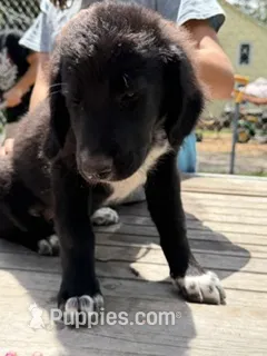 Scout – Bernedoodle puppy for sale in Candia, NH