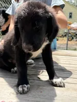 Scout, a female Bernedoodle for sale in Candia, NH – 1 of 5