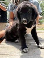 Scout, a female Bernedoodle for sale in Candia, NH – 4 of 5