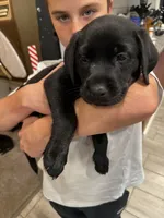 Chancey, a female Labrador Retriever for sale in Pittsburgh, PA – 1 of 3