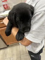 Bear, a male Labrador Retriever for sale in Pittsburgh, PA – 2 of 3