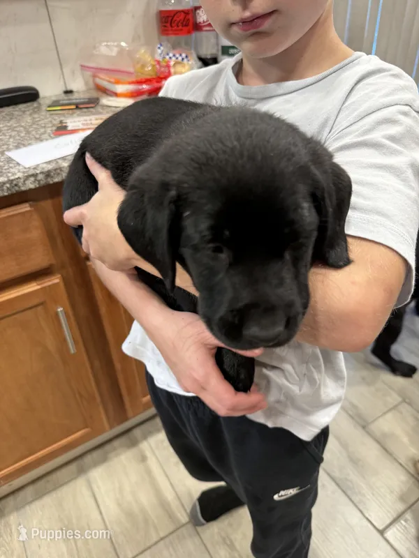 Bear – Labrador Retriever puppy for sale in Pittsburgh, PA