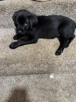 Chancey, a female Labrador Retriever for sale in Pittsburgh, PA – 3 of 3
