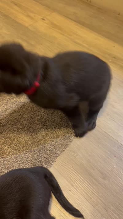 Bear, a male Labrador Retriever for sale in Pittsburgh, PA – 3 of 3