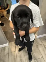 Chancey, a female Labrador Retriever for sale in Pittsburgh, PA – 2 of 3
