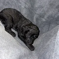 Ithica, a female Bernedoodle for sale in Evansville, WI – Photo 4 of 4