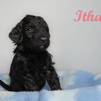 Ithica, a female Bernedoodle for sale in Evansville, WI – Photo 3 of 4