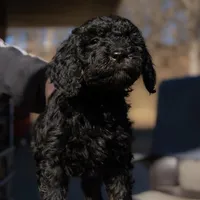 Ithica, a female Bernedoodle for sale in Evansville, WI – Photo 2 of 4
