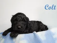colt, a male Bernedoodle for sale in Evansville, WI – Photo 1 of 2