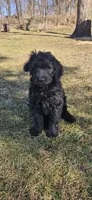 Henry, a female Bernedoodle for sale in Evansville, WI – Photo 1 of 4