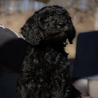 Henry, a female Bernedoodle for sale in Evansville, WI – Photo 2 of 4