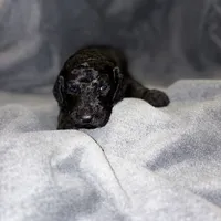 Henry, a female Bernedoodle for sale in Evansville, WI – Photo 4 of 4