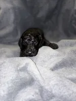 Henry, a male Bernedoodle for sale in Evansville, WI – Photo 2 of 2