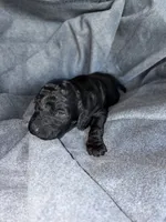 processed/e4bbe38a-4dc3-4cc1-88f2-a2ce6b1e7e9b/listing/80e1b662-f595-4008-8bad-c8b258541f35/e0c9a9f6-3555-4dfd-b20c-8f95d85f2523