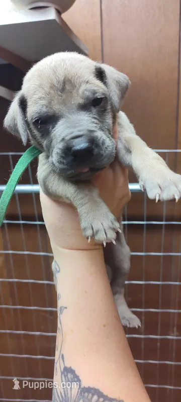 Green, a male Great Dane for sale in Anniston, AL – Photo 1 of 3