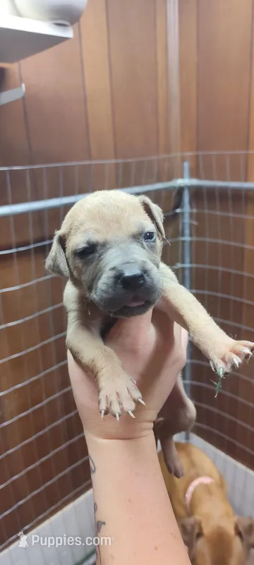 Dark pink, a female Great Dane for sale in Anniston, AL – Photo 1 of 3