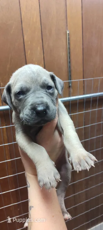 Black , a female Great Dane for sale in Anniston, AL – Photo 1 of 3