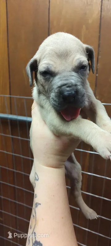 Brown , a female Great Dane for sale in Anniston, AL – Photo 1 of 3