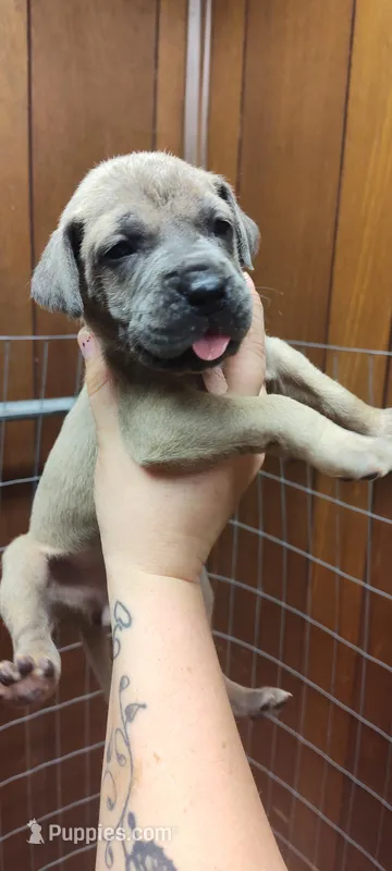 Light pink , a female Great Dane for sale in Anniston, AL – Photo 1 of 3