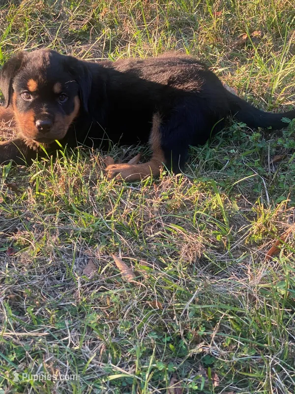 Rottweiler Puppy 1 – Rottweiler puppy for sale in Fort Mitchell, AL