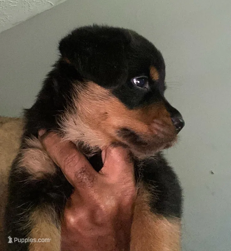 Rottweiler Puppy 1 – Rottweiler puppy for sale in Fort Mitchell, AL