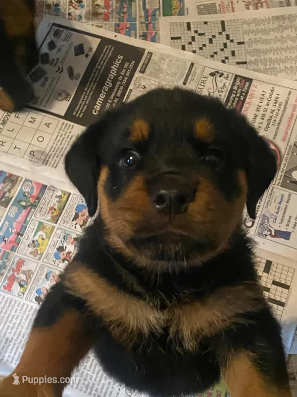 Rottweiler Puppy 1 – Rottweiler puppy for sale in Fort Mitchell, AL