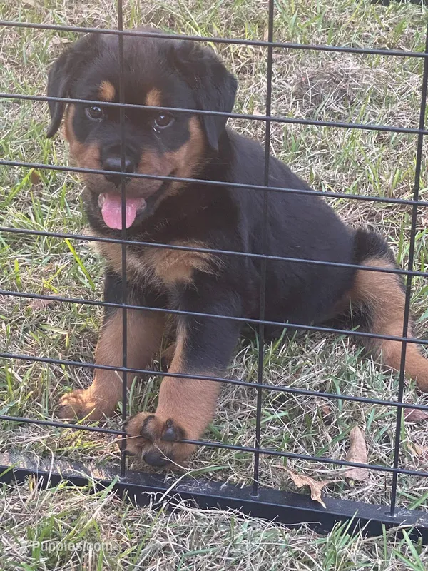 Rottweiler Puppy 1 – Rottweiler puppy for sale in Fort Mitchell, AL