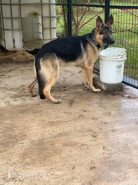 Ranger  – German Shepherd Dog puppy for sale in Fort Mitchell, AL