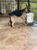 Ranger , a male German Shepherd Dog for sale in Fort Mitchell, AL – 1 of 3