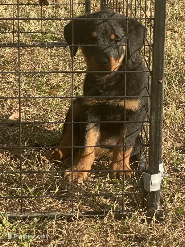 Rottweiler Male Puppy