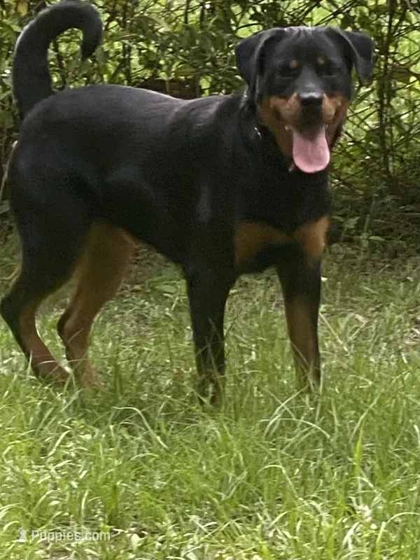 Sage – Rottweiler puppy for sale in Fort Mitchell, AL