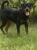 Sage, a female Rottweiler for sale in Fort Mitchell, AL – 1 of 1