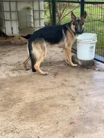 Ranger , a male German Shepherd Dog for sale in Fort Mitchell, AL – 3 of 3