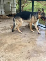 Ranger , a male German Shepherd Dog for sale in Fort Mitchell, AL – 2 of 3