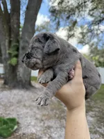 Beth, a female Great Dane for sale in Lutz, FL – Photo 2 of 2