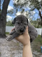 Beth, a female Great Dane for sale in Lutz, FL – Photo 1 of 2