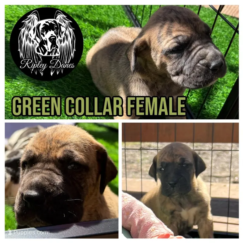 Brindle, a female Great Dane for sale in Lutz, FL – Photo 1 of 2