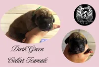 Brindle, a female Great Dane for sale in Lutz, FL – Photo 2 of 2