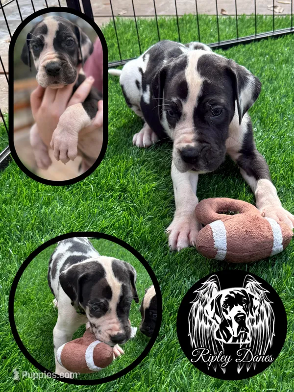 Green, a male Great Dane for sale in Lutz, FL – Photo 1 of 2