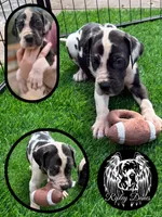 Green, a male Great Dane for sale in Lutz, FL – Photo 1 of 2
